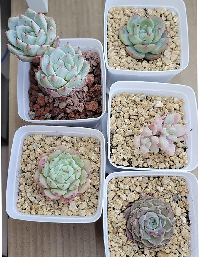 18lb Maifanitum Stones for Succulent Cactus Bonsai Decorative Rocks-Indoor Plants Soil Covers,Horticultural Gravel, Potting Pebbles for Terrarium, Fairy Gardening, Top Dressing