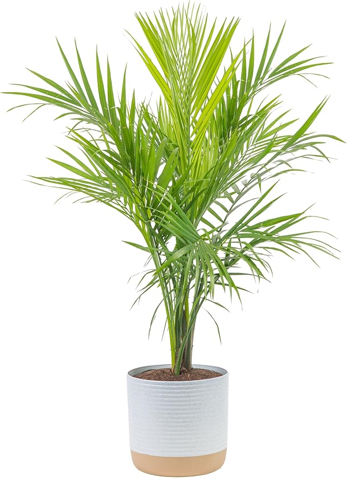 Costa Farms Majesty Palm Live Plant, Live Indoor and Outdoor Palm Tree, Potted in Modern DÃ©cor Planter, Tropical Floor Houseplant in Potting Soil, Great Patio, Balcony, Home Decor, 3-4 Feet Tall