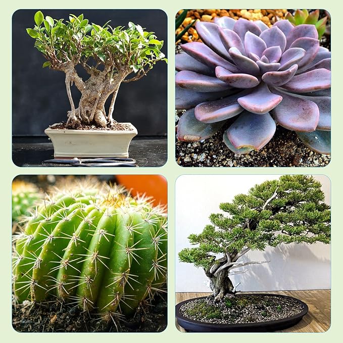 Doter Bonsai Soil Mix Ready to Use (4qt), Premium Fast Draining Organic All Purpose Potting Mix for All Varieties of Bonsai