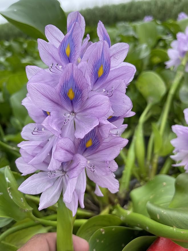 12 Water Hyacinth (Eichornia Crassipes) Floating Water Garden Pond Plants (12 Live Plants)