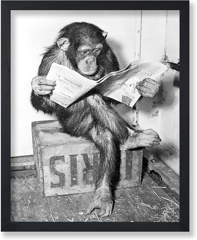 Poster Master Chimpanzee Poster