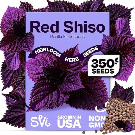 SVI 350 Red Shiso Seeds (Perilla frutescens) â Japanese Shiso Purple Perilla Seed Packets, Aromatic Leaves â Japanese Heirloom Herb Seeds for Outdoor & Indoor Herb Garden