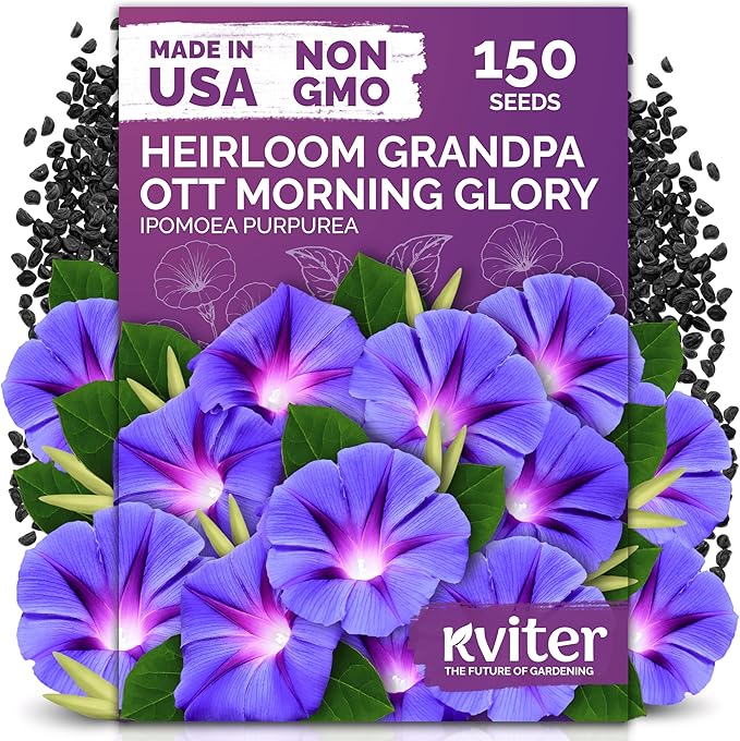 KVITER 150 Grandpa OTT Morning Glory Seeds (Ipomoea purpurea) â Vine Purple Climbing Blooms Flower Seeds to Plant Outside â Pollinator Heirloom Seed Packets for Garden, Trellises, Outdoor Flower Beds