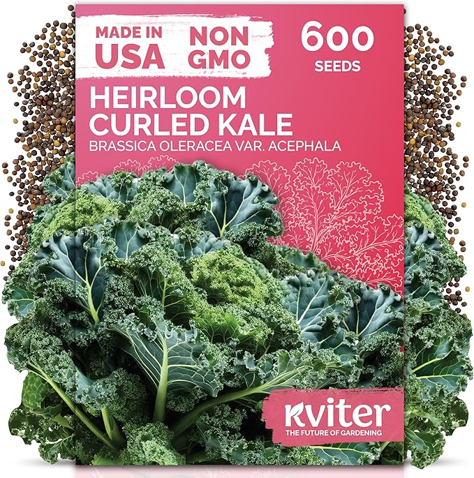 KVITER 600 Vates Blue Scotch Curly Kale Seeds (Brassica oleracea) â Curled Green Kale Seed Packets Heirloom Seed Outdoor & Indoor Home Garden â Cold Hardy Dwarf Vegetable Seeds for Planting