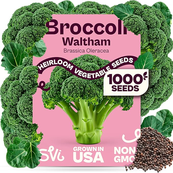 SVI 1000 Waltham Broccoli Seeds (Brassica oleracea) â Waltham 29 Broccoli Seed Packets, Brassica Seed â Cool Season Heirloom Vegetable Seeds for Outdoors, Vegetable Garden