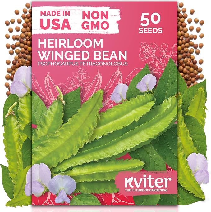 KVITER 50 Winged Bean Seeds (Psophocarpus Tetragonolobus) â Heirloom Goa Bean, High-Protein, Heat-Tolerant, Non GMO Seed Packets - Ideal Vegetable Seeds for Outdoor Garden, Raised Beds & Containers
