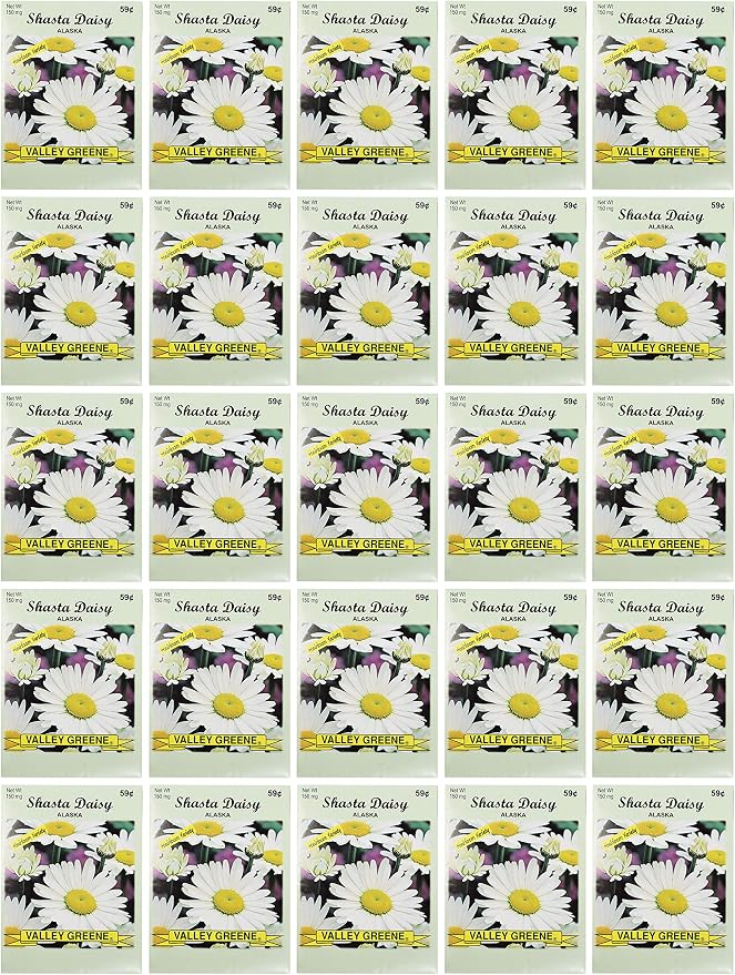 Black Duck Brand Set of 25 Shasta Daisy Flower Seed Packets! Flower Seeds in Bulk - Great for Creating The Garden of Your Dreams! (25, Shasta Daisy - Alaska)
