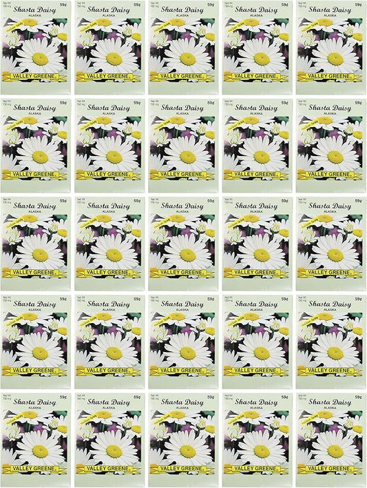 Black Duck Brand Set of 25 Shasta Daisy Flower Seed Packets! Flower Seeds in Bulk - Great for Creating The Garden of Your Dreams! (25, Shasta Daisy - Alaska)