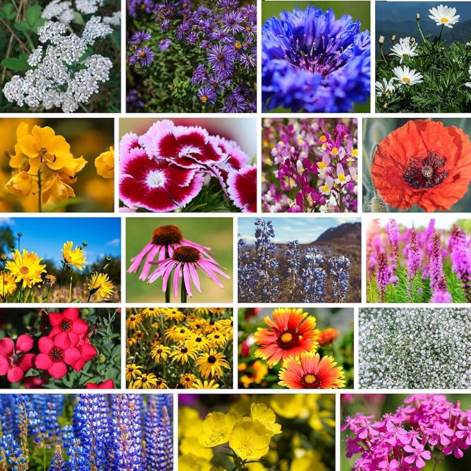 Northeastern Wildflower Seeds Bulk â 1 lb, 640,000+ Seeds â Annual & Perennial Wildflower Mix with Native Northeast Flowers â Regional Pollinator Flower Seed for Garden & Meadow