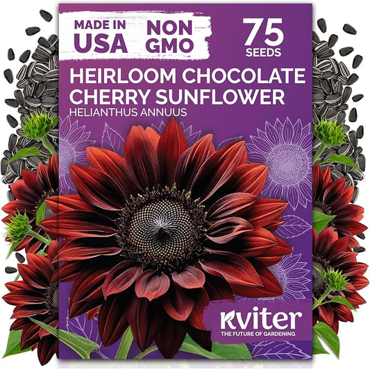 KVITER 75 Chocolate Cherry Sunflower Seeds to Plant (Helianthus annuus) â Heirloom Seed Non GMO Sunflowers Variety, Long Vase-Life Blooms â Flower Seeds for Planting in Home Garden
