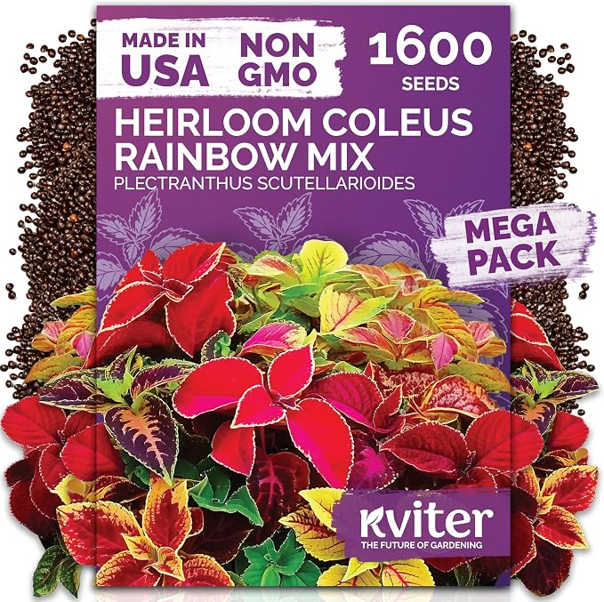 KVITER 1600 Rainbow Coleus Seeds for Planting Mix (Plectranthus scutellarioides) â Coleus Garden Seed Packets â Non-GMO & Heirloom Flower Seeds for Outdoor & Indoor Garden, Containers, Borders, Patios