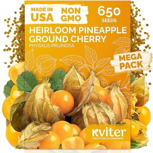 KVITER 650 Aunt Molly Ground Cherry Seeds for Planting (Physalis pruinosa) â Non GMO & Heirloom Pineapple Ground Husk Cherry Tomatoes, Fruit Seeds â Tropical Flavor Berries