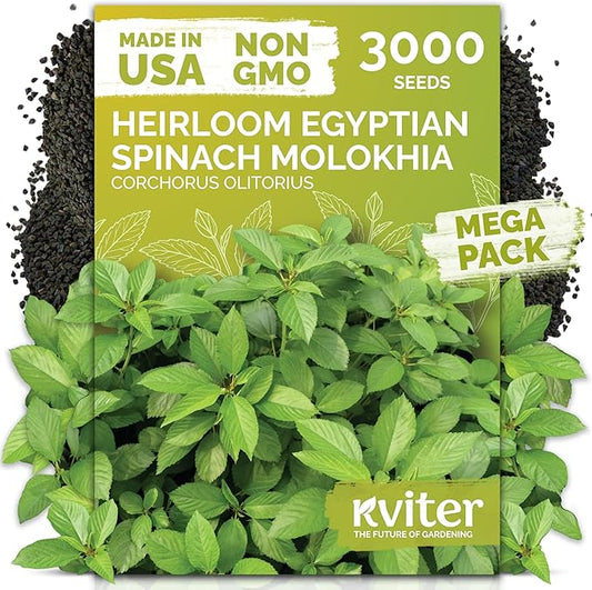 KVITER 3000 Egyptian Spinach Seeds - Molokhia (Corchorus Olitorius) â Jute Leaves, Ewedu, Rau Day, Saluyot Vegetable Seed â Non GMO & Heirloom Vegetable Seeds for Planting Outdoors & Indoors