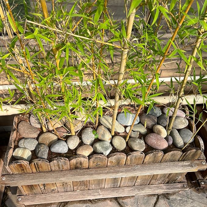 FANTIAN 40 lbs Garden Rocks Pebbles, 2-3 Inch Decorative Large River Rocks for Landscaping, Painting, Aquarium, Plants, Crafting, Walkways and Outdoor Decorative Stones