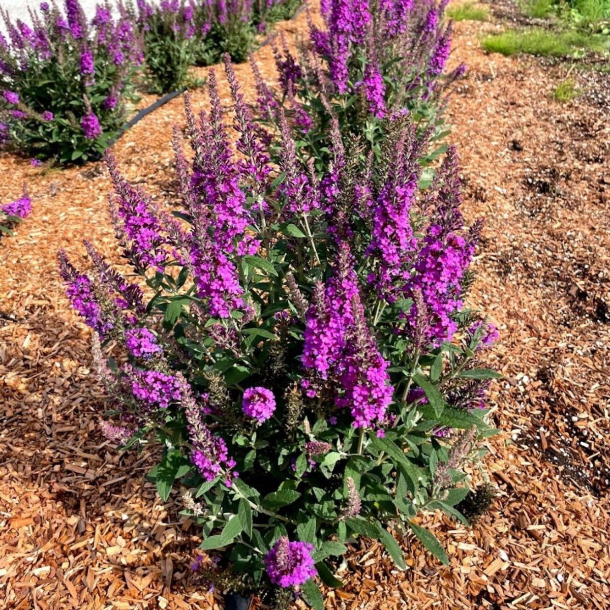 Birthday CakeÂ® Butterfly Bush