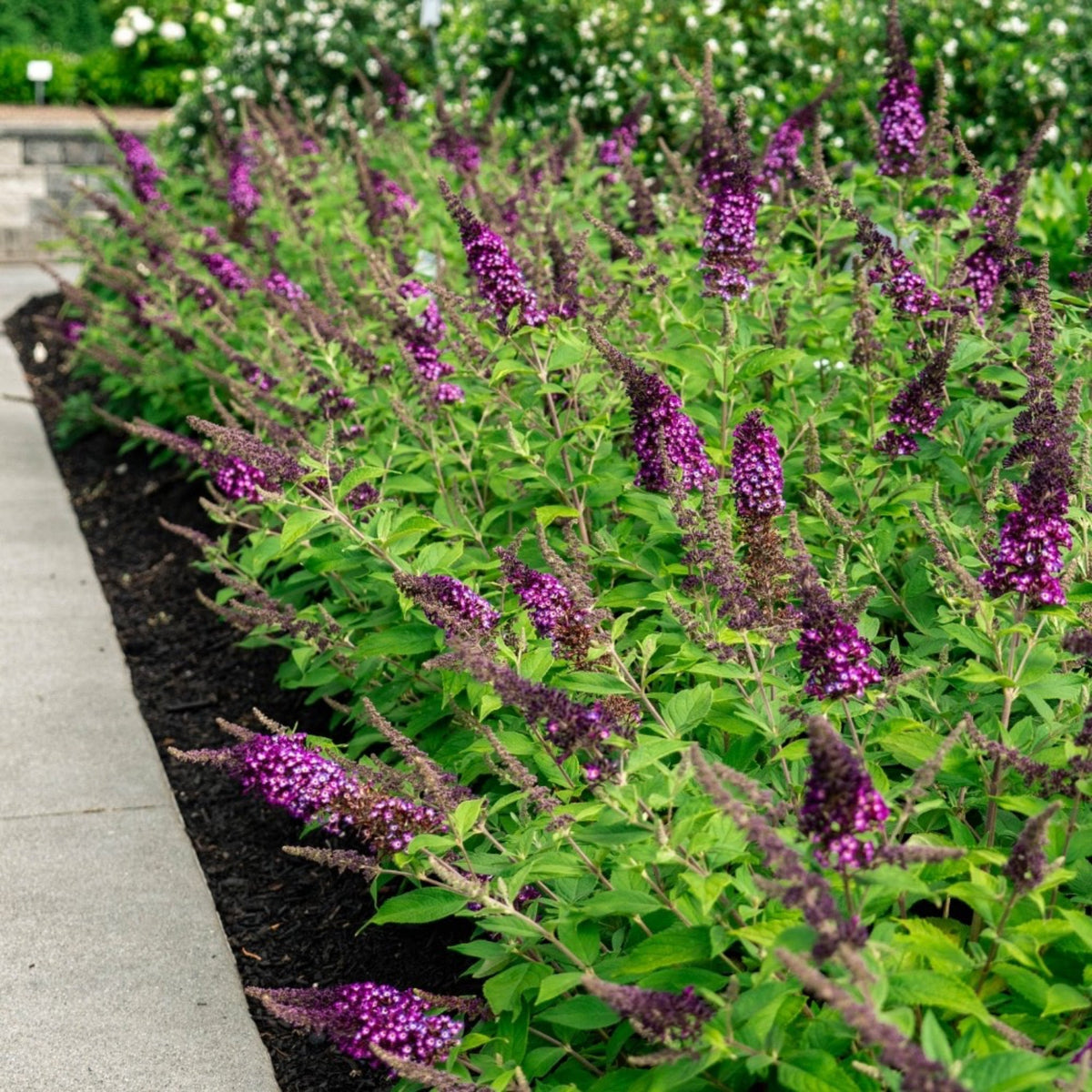 Blueberry PieÂ® Butterfly Bush