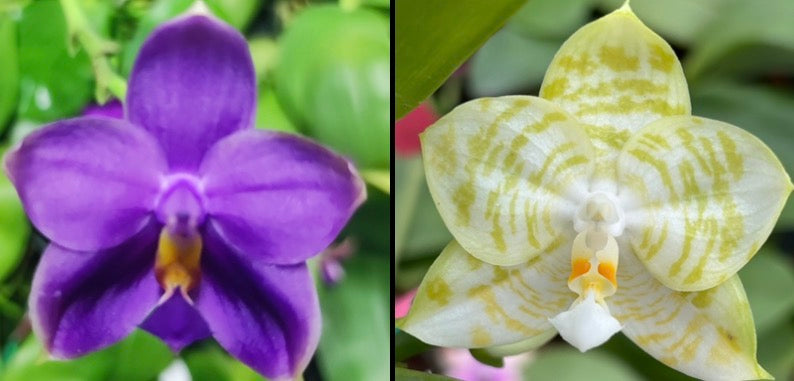 Phalaenopsis (Penang Jewel X (Yaphon Super Jaguar x Samera)) âéæ¢æ·±èåâ x Mituo Golden Tiger âWhite Tigerâ