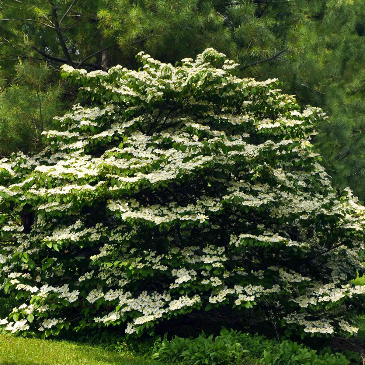 Cherokee PrincessÂ® Dogwood Tree