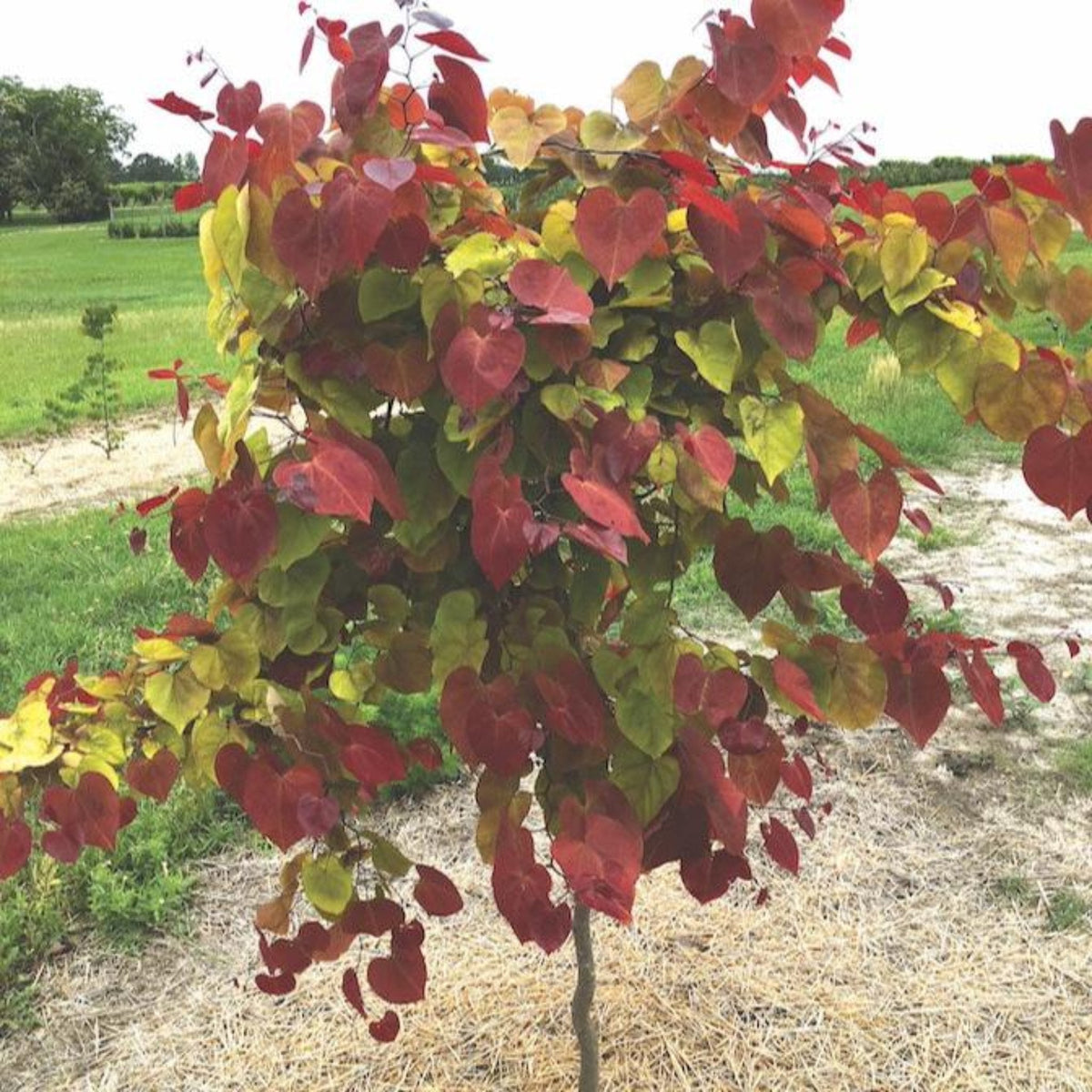 Flame ThrowerÂ® Redbud Tree