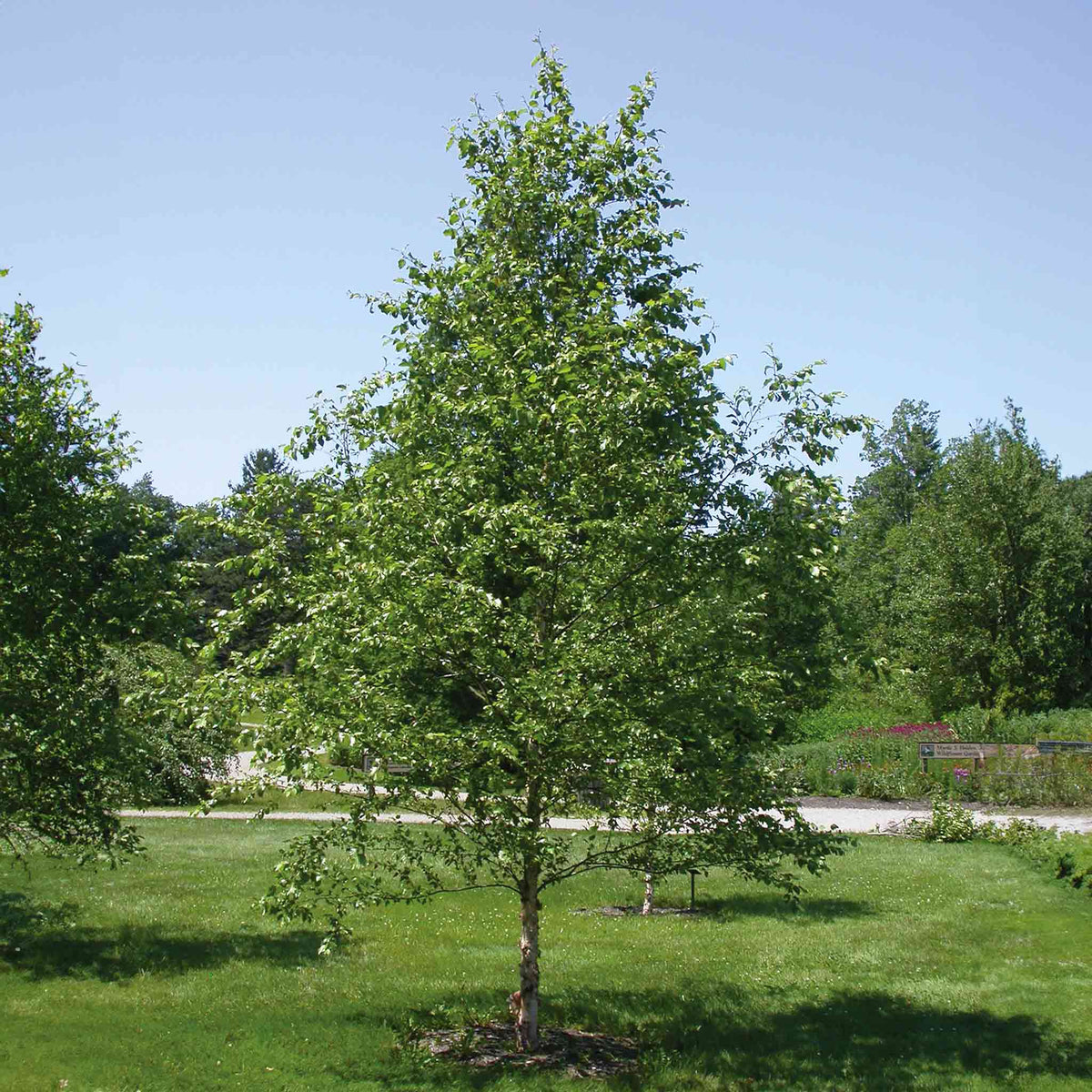 Dura HeatÂ® Birch Tree