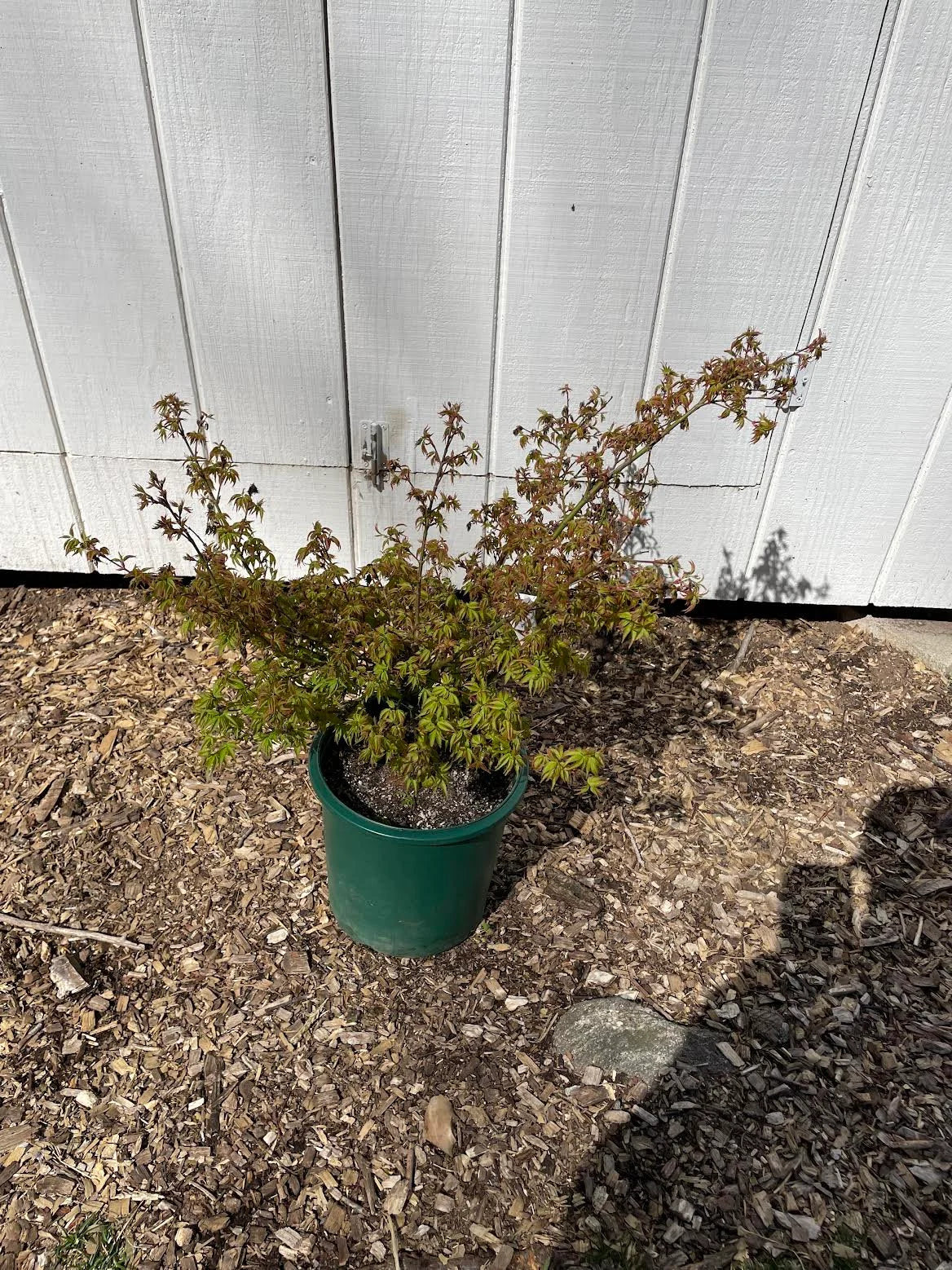 Acer Palmatum 'Kiyohime Yatsubusa' Dwarf