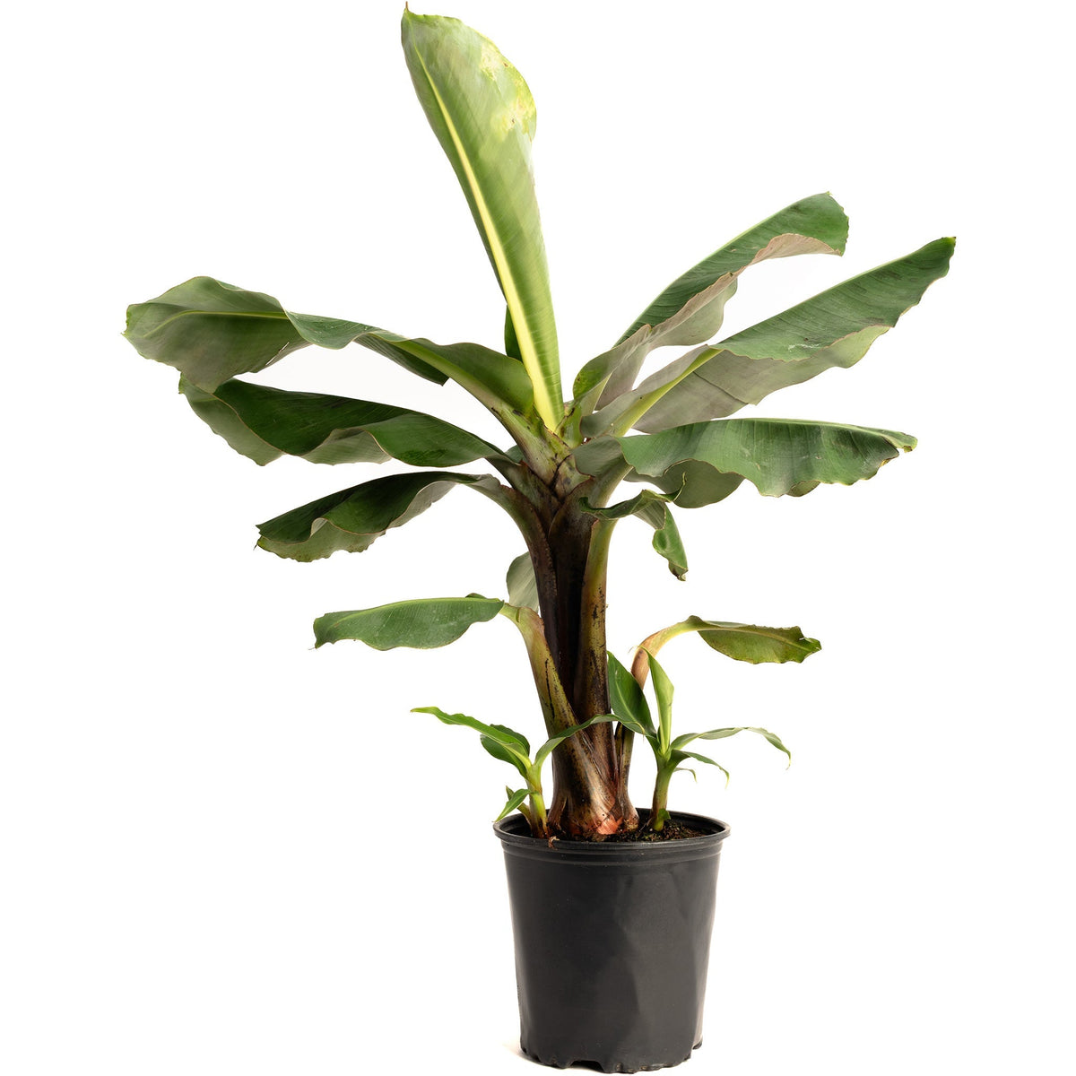 Truly Tiny Banana Tree