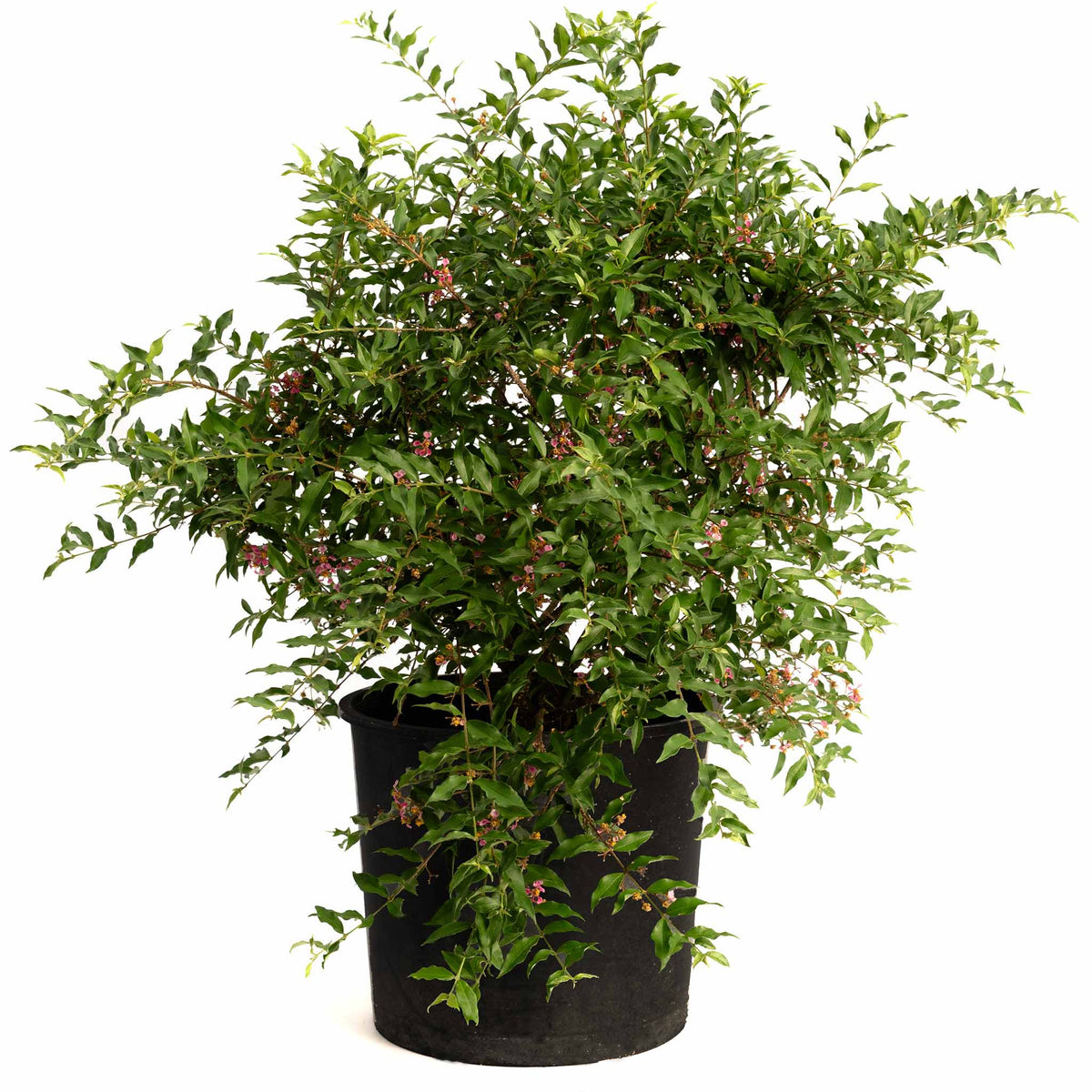 Barbados âAcerolaâ Cherry Tree