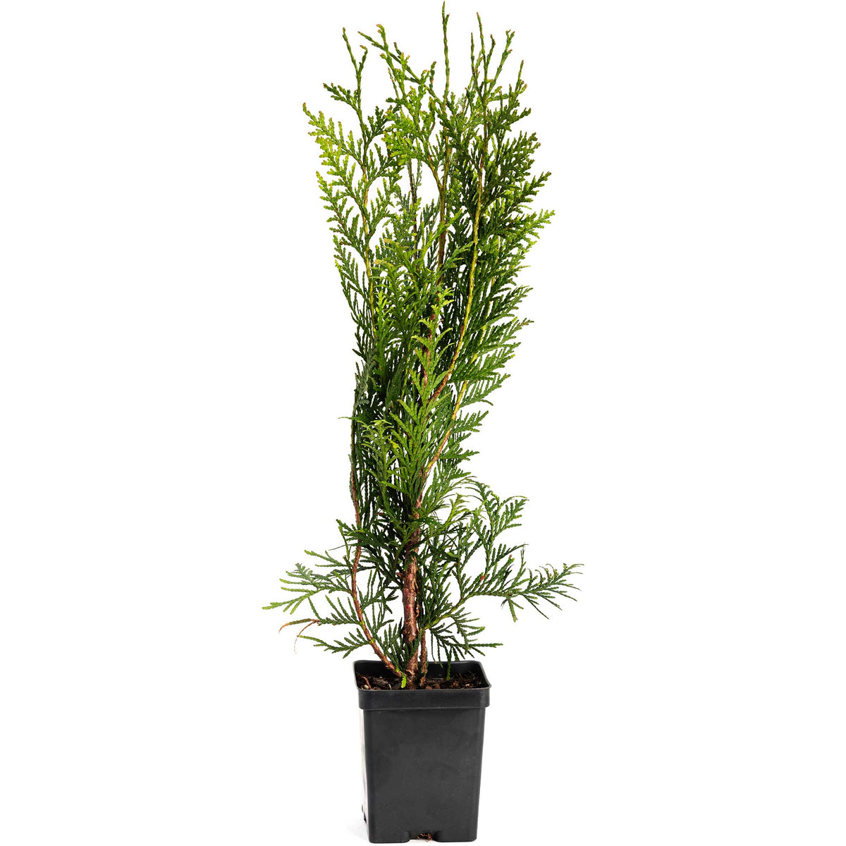 Thuja Green Giant