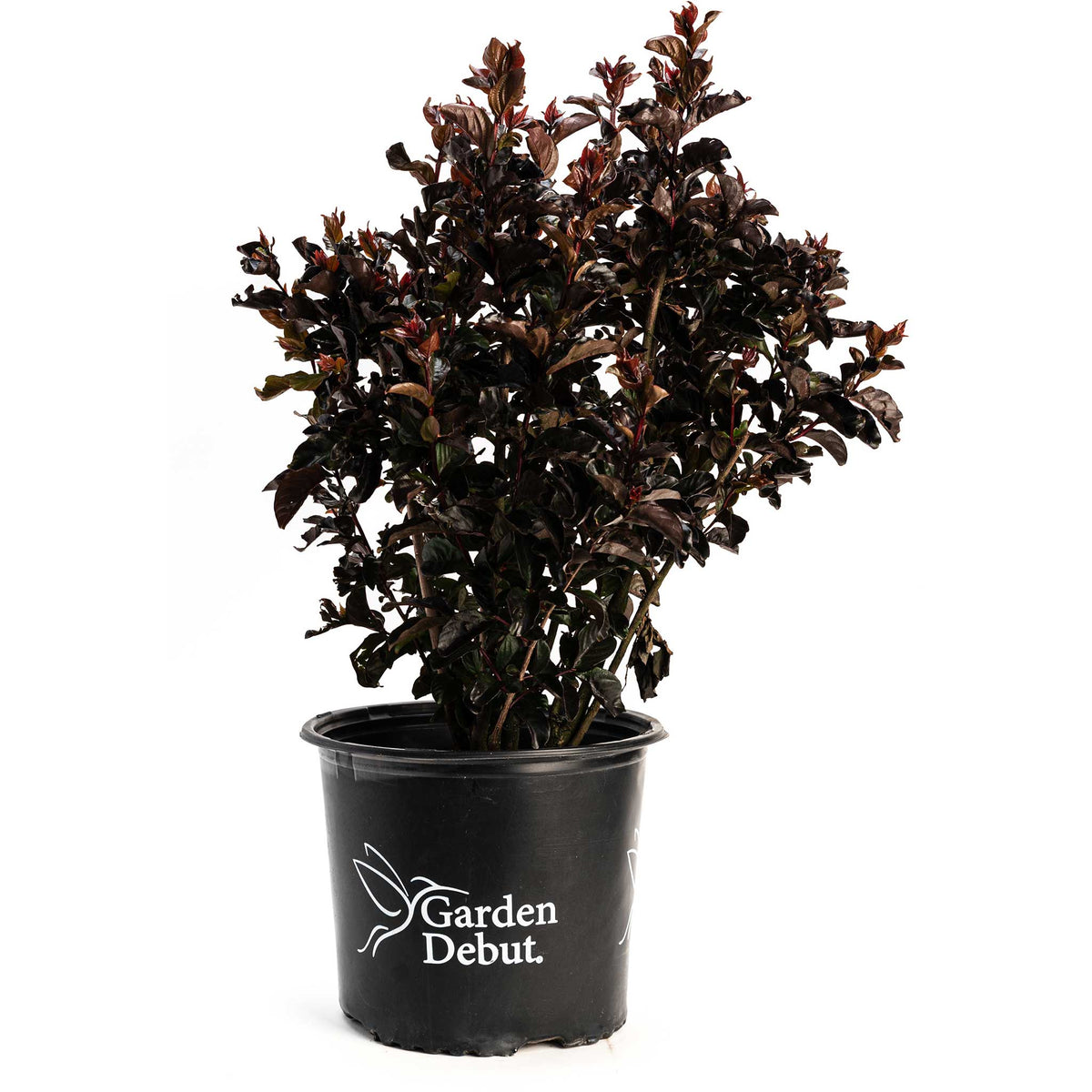 Thunderstruckâ¢ Rumblin Redâ¢ Crape Myrtle