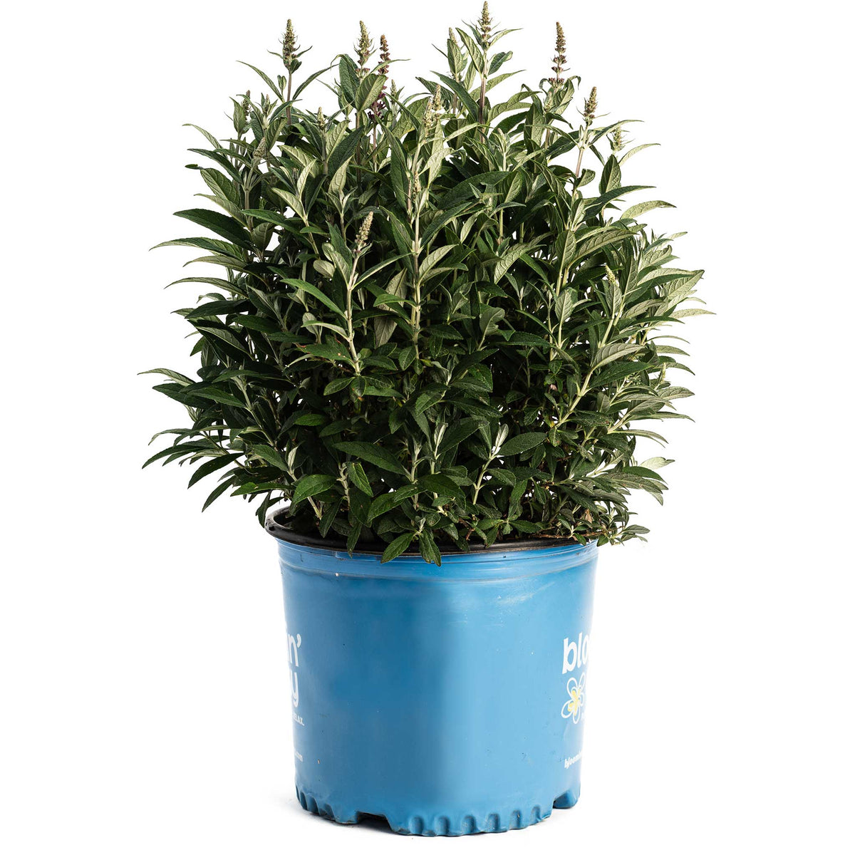 Birthday CakeÂ® Butterfly Bush