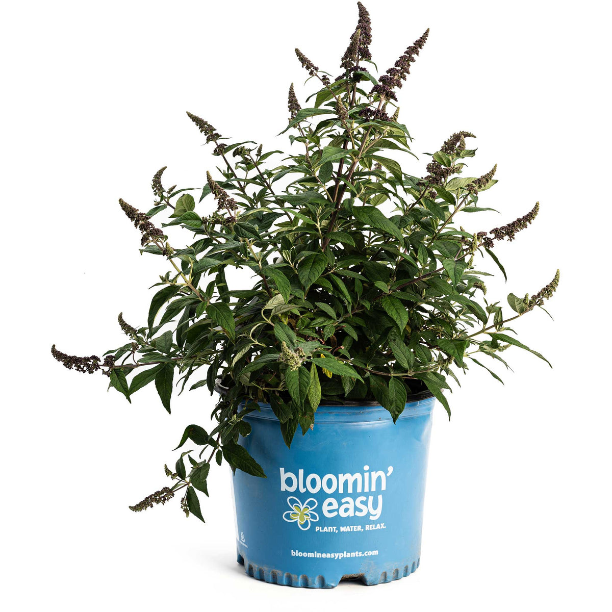 Blueberry PieÂ® Butterfly Bush