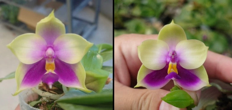 Phalaenopsis bellina coerulea x sib