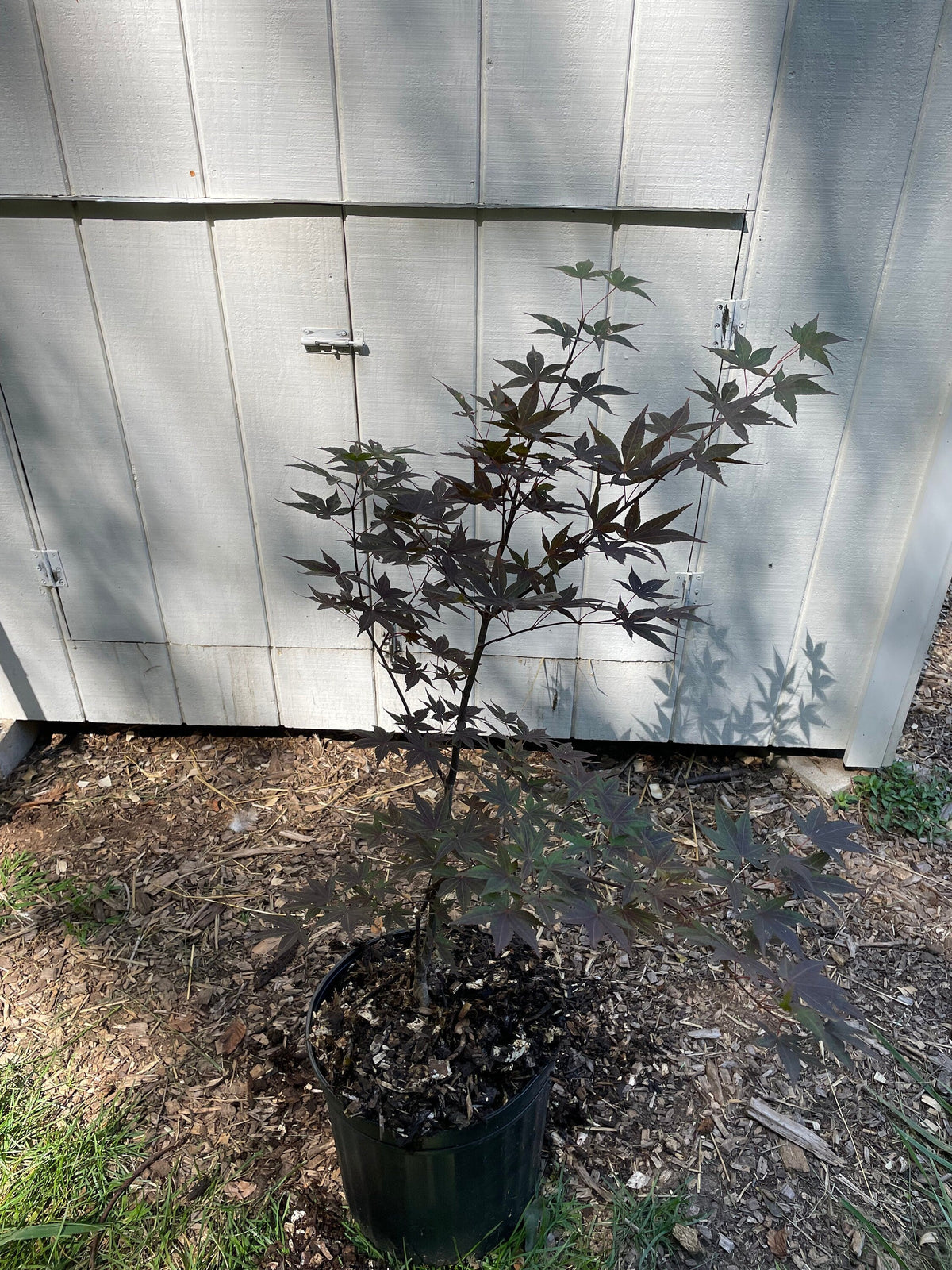 Japanese Maple ' Hefner's Red ' Grafted