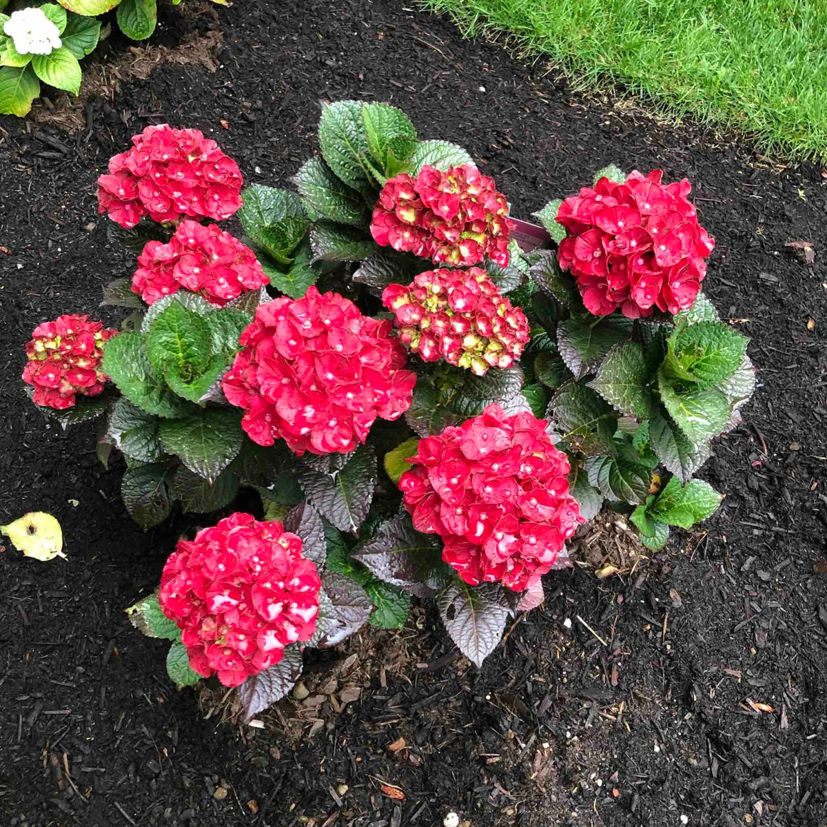 Cherry-Go-RoundÂ® Reblooming Hydrangea