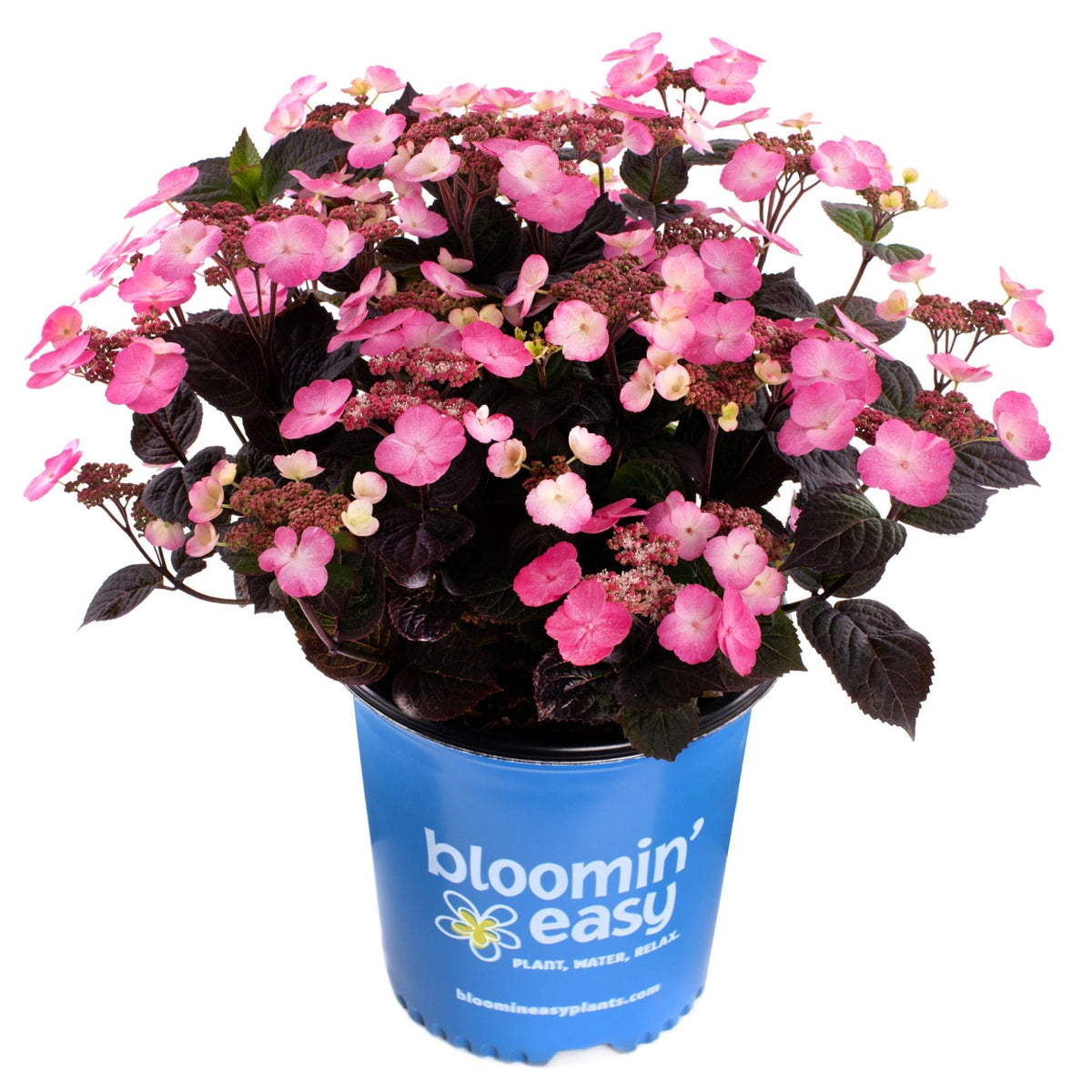 Pink Dynamoâ¢ Mountain Hydrangea
