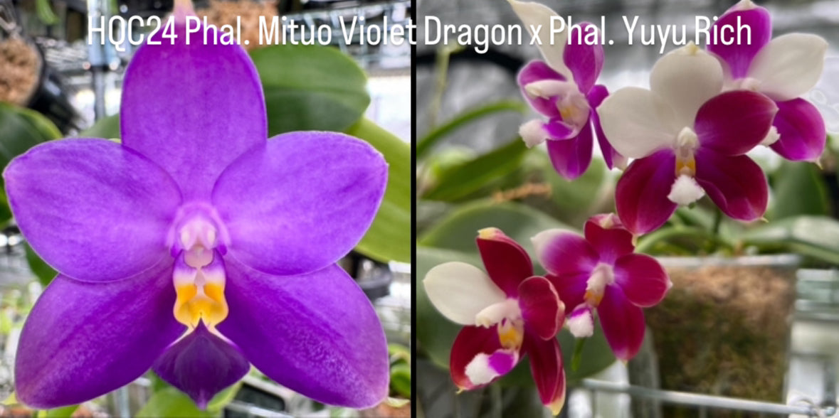 Phalaenopsis HCâs Blue Windmill