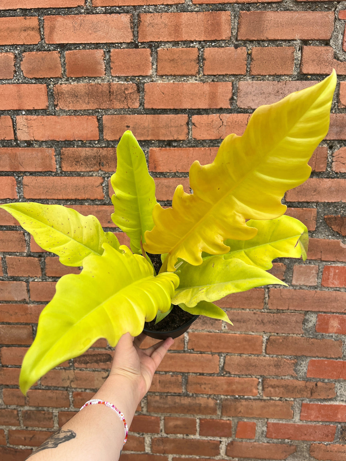Philodendron Golden Crocodile