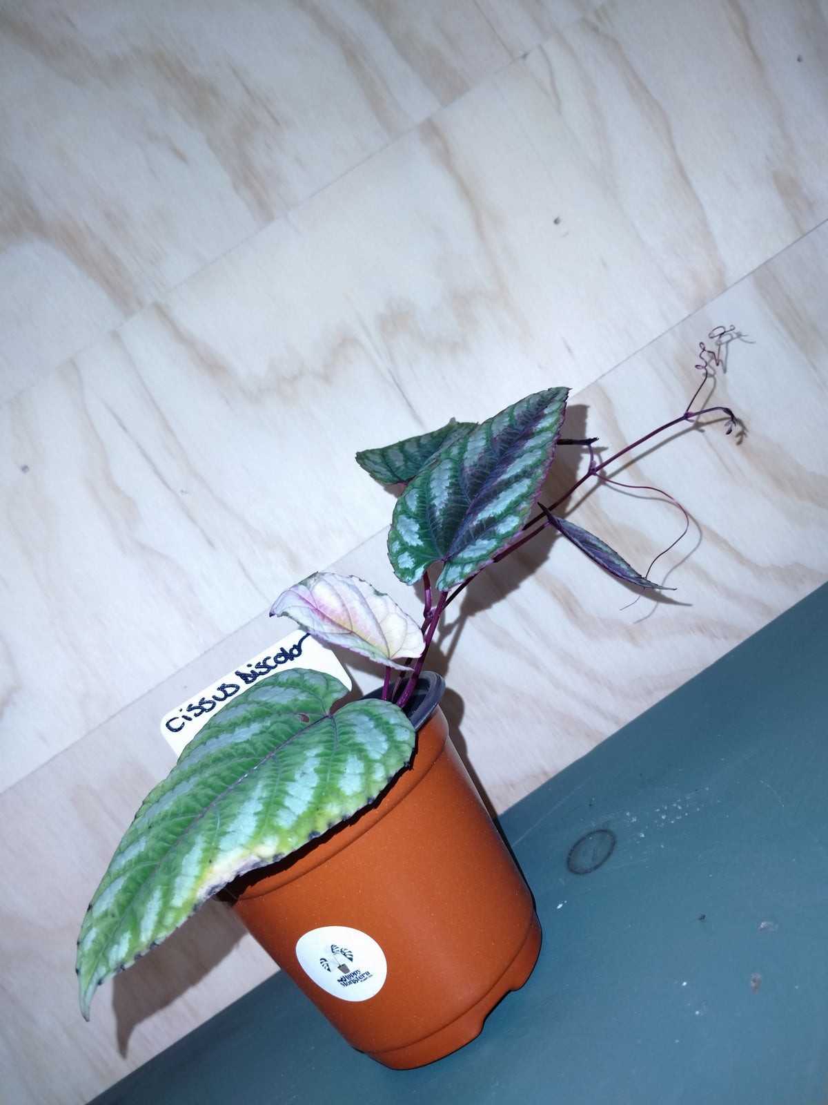 Begonia Rex vine