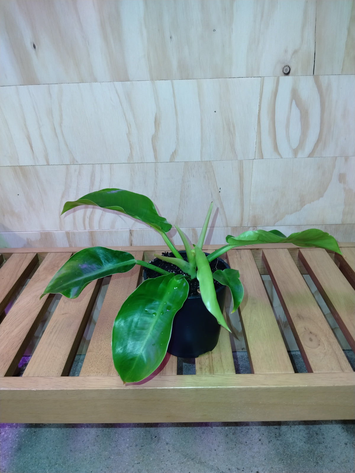 Lemon lime philodendron