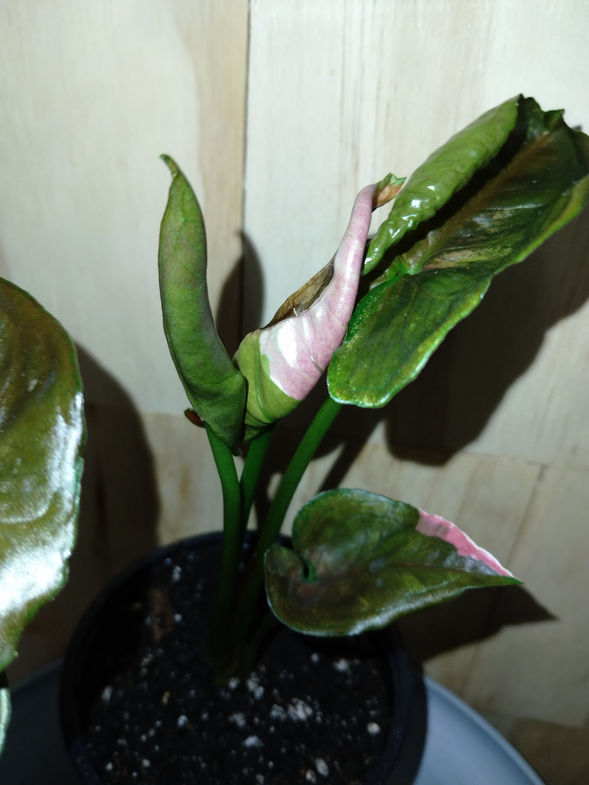 Syngonium âStrawberry Iceâ