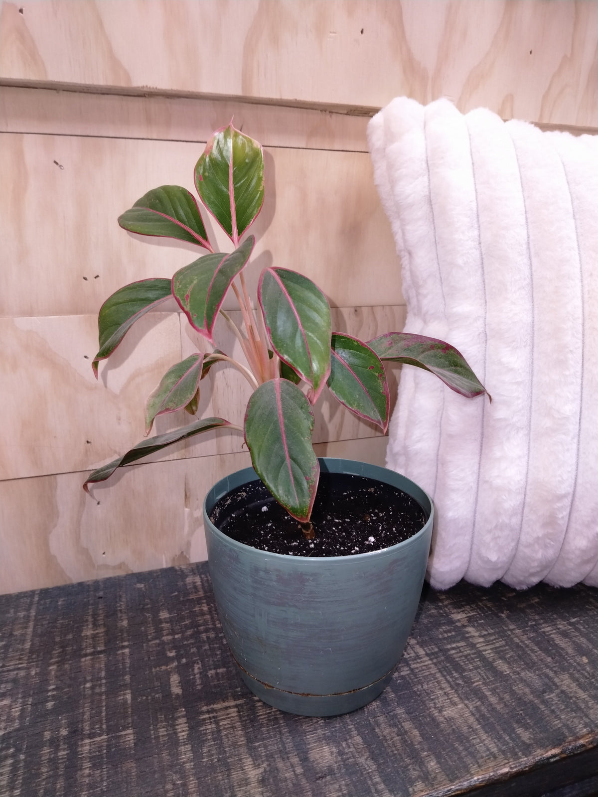 Chinese evergreen