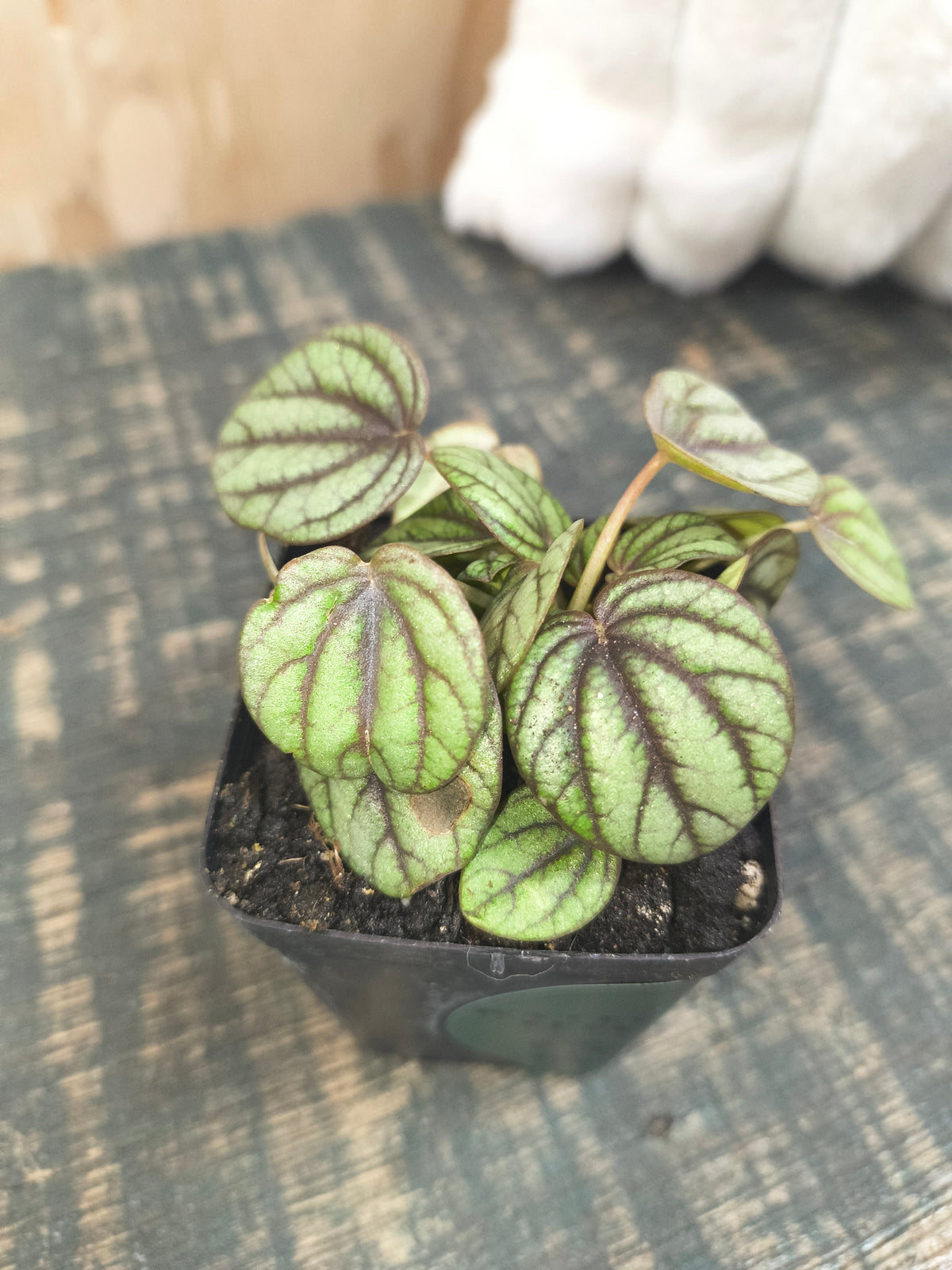 Watermelon Peperomia