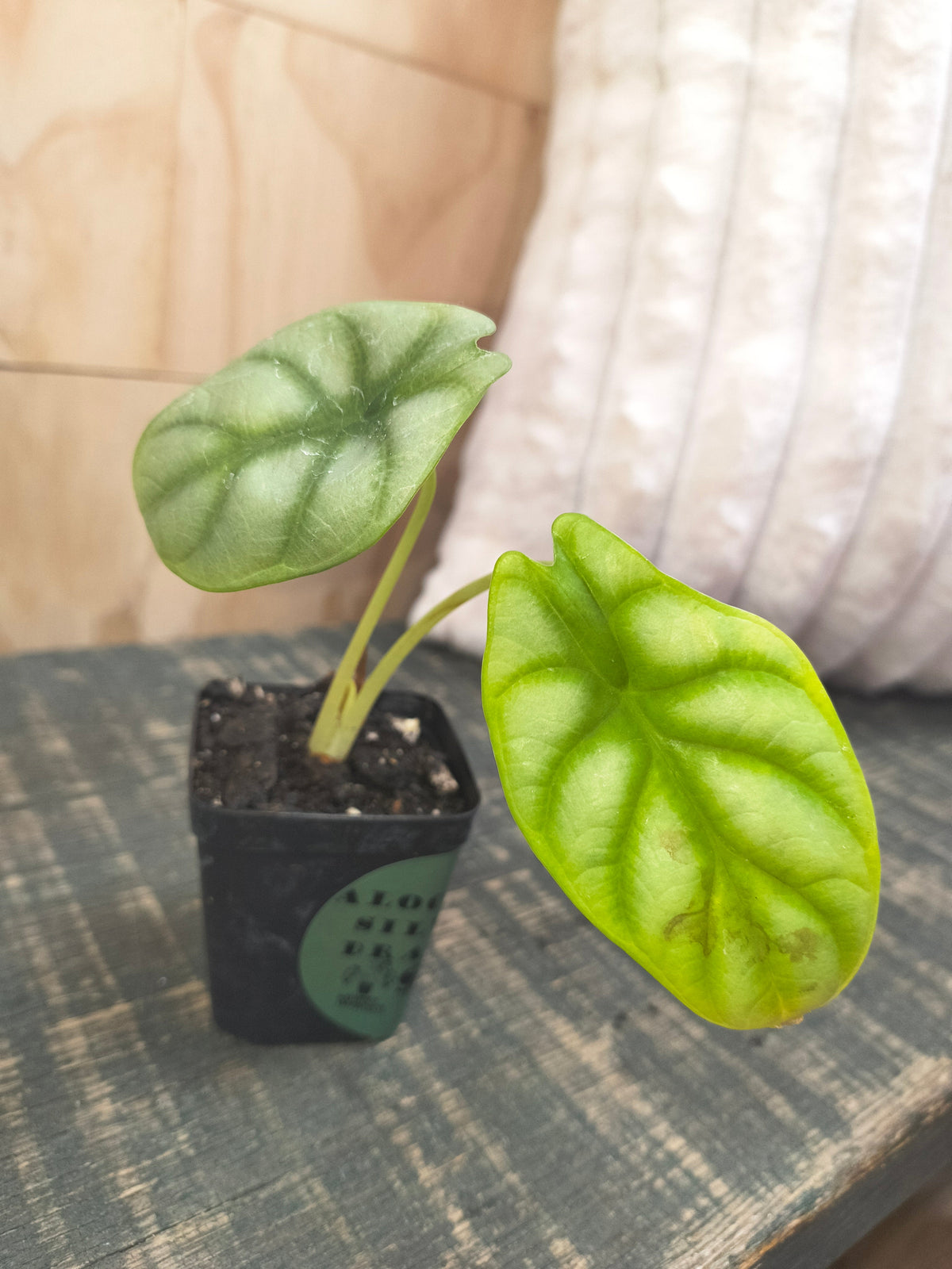 Alocasia Silver Dragon
