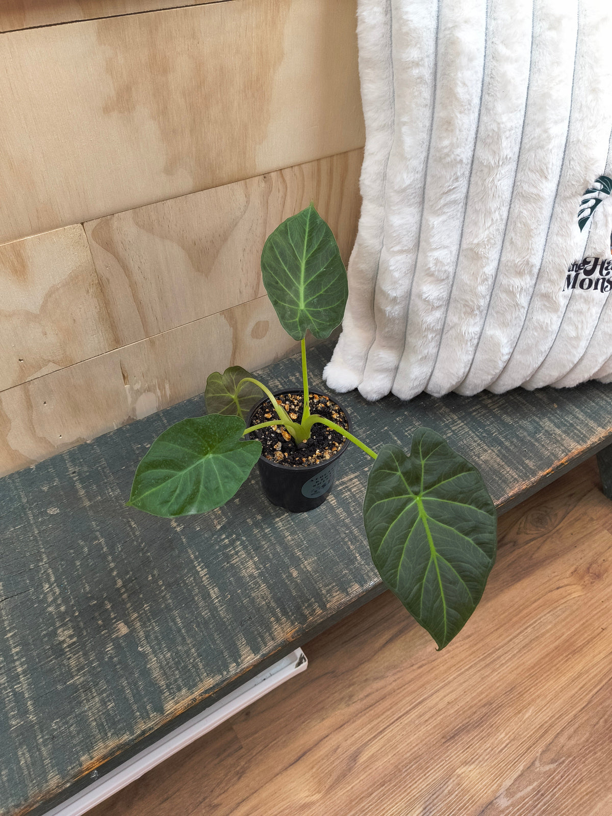 alocasia Regal Shield