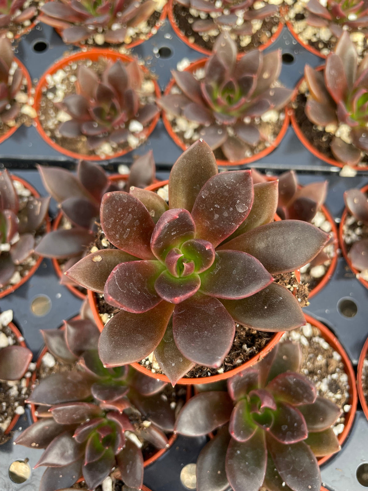 Echeveria Preta - Tray of 40