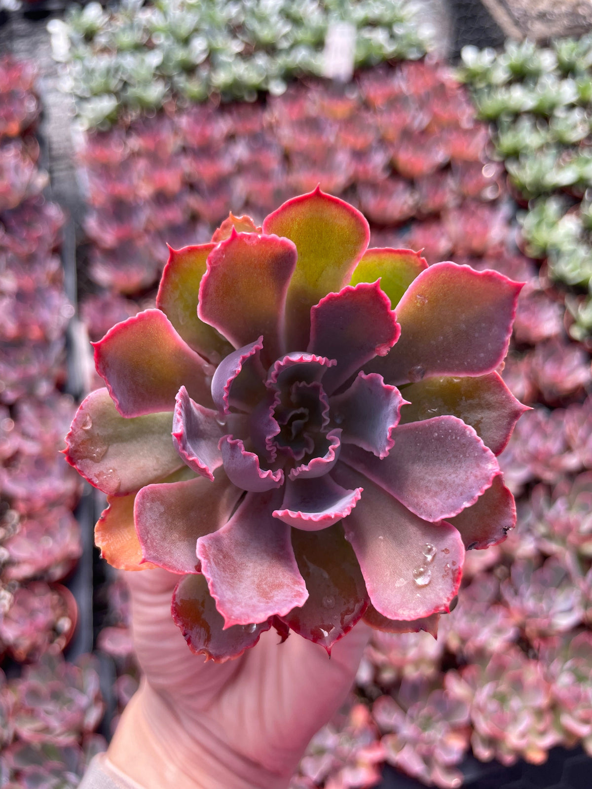 Echeveria Purple Dance - Tray of 40