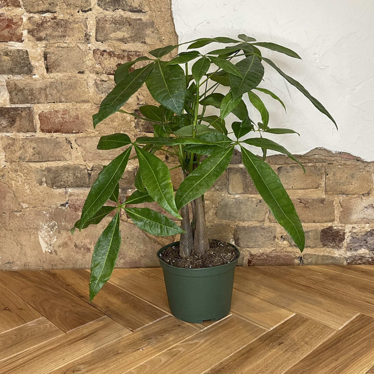 Pachira Braid "Money Tree"