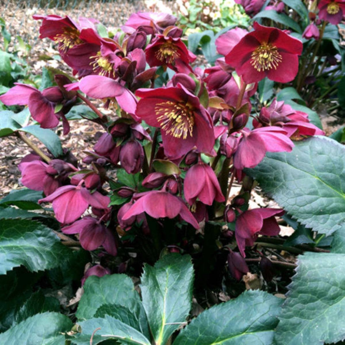 Ice N' RosesÂ® Red Helleborus