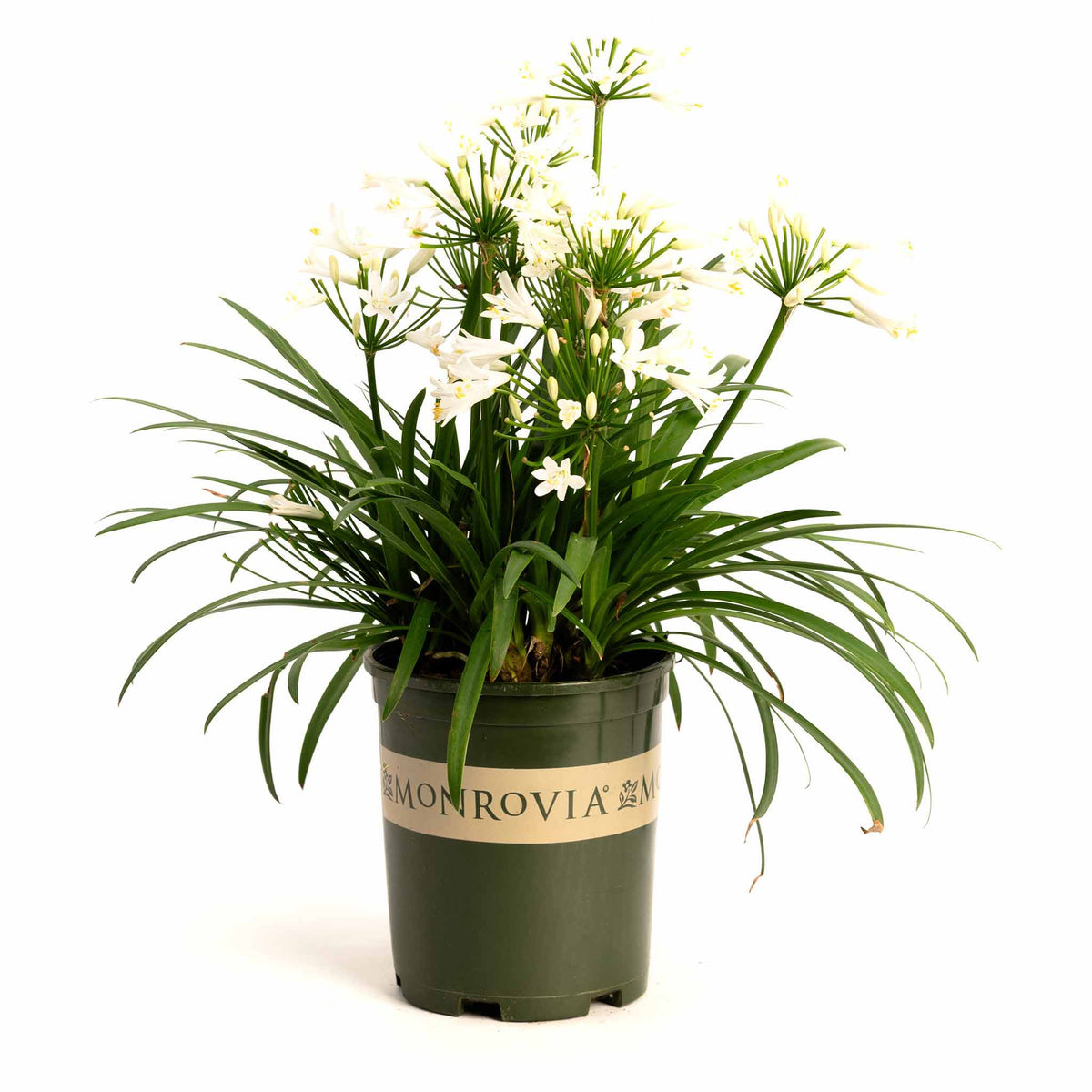 Bridal VeilÂ® Agapanthus