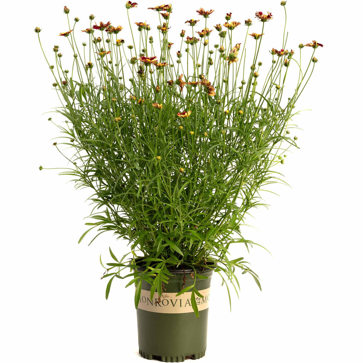 Li'l Bangâ¢ Red Elf Coreopsis
